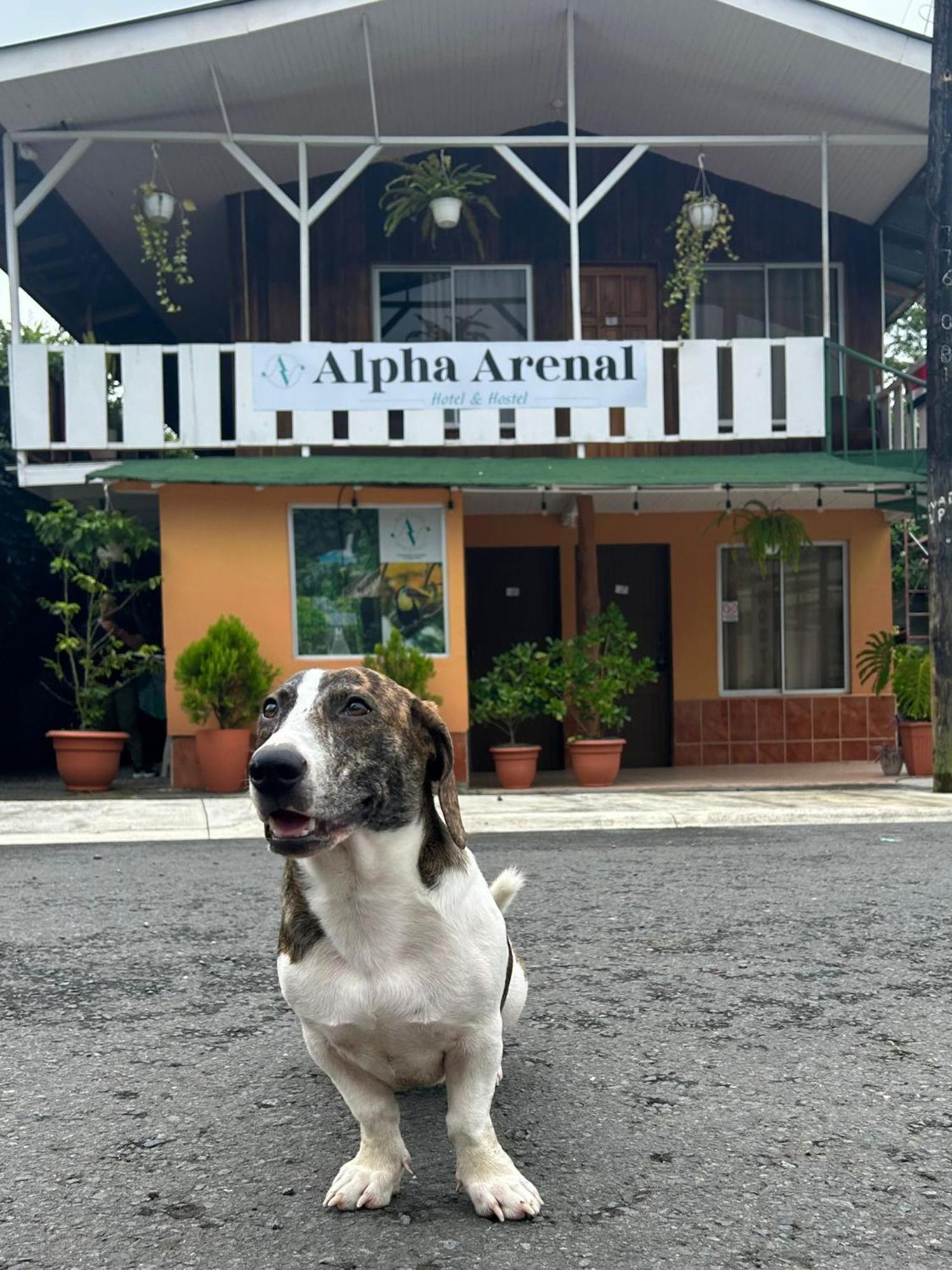 Alpha Arenal Hostel La Fortuna ภายนอก รูปภาพ
